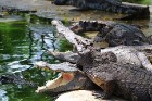 Travelnews.lv kopā ar «365 brīvdienas» un «Turkish Airlines» apmeklē Pataijas akmens parku un krokodilu fermu 15