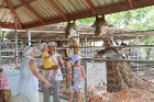 Travelnews.lv kopā ar «365 brīvdienas» un «Turkish Airlines» apmeklē Pataijas akmens parku un krokodilu fermu 20