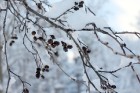 Ventspils «Lemberga hūtē» bauda sniegu, bet gaida salu, lai tas varētu noturēties 9
