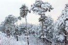 Ventspils «Lemberga hūtē» bauda sniegu, bet gaida salu, lai tas varētu noturēties 12