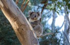 Iepazīsti krāšņos Dienvidaustrālijas plašumus. Foto: Tourism Australia 8