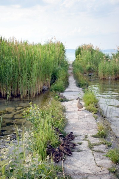 Ungārijas milzu ezeru Balatonu var sajaukt ar jūru 225424