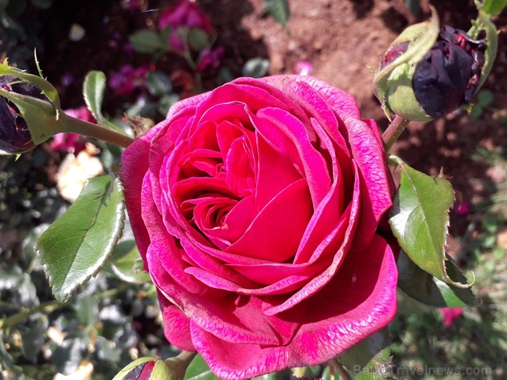 Rundāles pilī skaisti zied franču rožu dārzs 225479