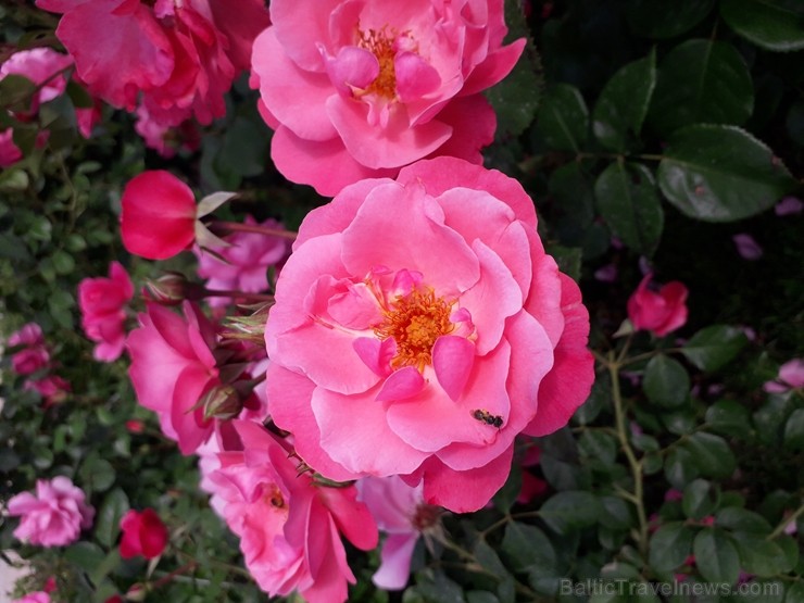 Rundāles pilī skaisti zied franču rožu dārzs 225485