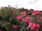 Rundāles pilī skaisti zied franču rožu dārzs 2