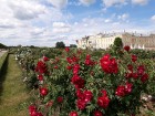Rundāles pilī skaisti zied franču rožu dārzs 5
