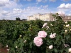 Rundāles pilī skaisti zied franču rožu dārzs 6