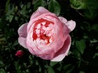 Rundāles pilī skaisti zied franču rožu dārzs 12