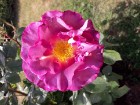 Rundāles pilī skaisti zied franču rožu dārzs 14
