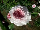 Rundāles pilī skaisti zied franču rožu dārzs 15
