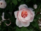 Rundāles pilī skaisti zied franču rožu dārzs 18