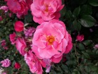 Rundāles pilī skaisti zied franču rožu dārzs 19