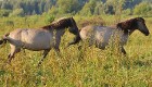 Travelnews.lv apmeklē savvaļas zirgus Jelgavas pļavās 20