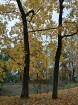 Rīgas parki un dārzi pārklājas rudens zeltā 7