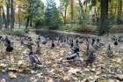 Rīgas parki un dārzi pārklājas rudens zeltā 1