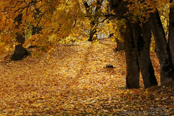 Latvijas un ārvalstu iedzīvotāju ķert zelta lapu mirkļus, atspoguļojot brīnišķīgi krāšņo rudeni. Foto no Siguldas novada pašvaldības vizuālo materiālu 235227