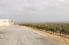Travelnews.lv iepazīst Azerbaidžānas vīnogu laukus, vīna darītavu un vīnu. Sadarbībā ar Latvijas vēstniecību Azerbaidžānā un tūrisma firmu «RANTUR Tra 5