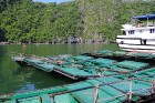 Travelnews.lv ar vjetnamiešu laivu Halongas līcī apciemo savvaļas pērtiķus. Sadarbībā ar 365 brīvdienas un Turkish Airlines 25