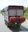 Travelnews.lv caur autobusa logu vēro Vjetnamas ceļu no Muine līdz Hošiminai. Atbalsta: 365 brīvdienas un Turkish Airlines 8