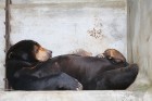 Travelnews.lv iesaka ignorēt zoodārzu Prenn parkā līdz dzīvnieku uzturēšanas apstākļu būtiskai uzlabošanai. Atbalsta: 365 brīvdienas 6