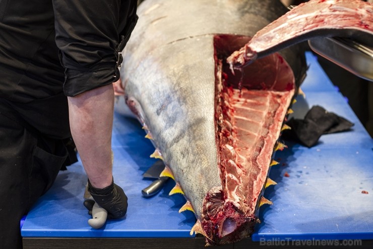 208 kg smagais un 6.000 Eiro vērtais zilspuru tuncis uz Rīgu 