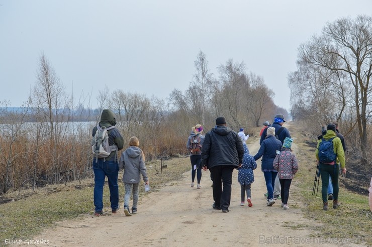 Dabas liegumā «Lubāna mitrājs» Putnu dienās pulcējas zinātkāri dabas draugi 250949