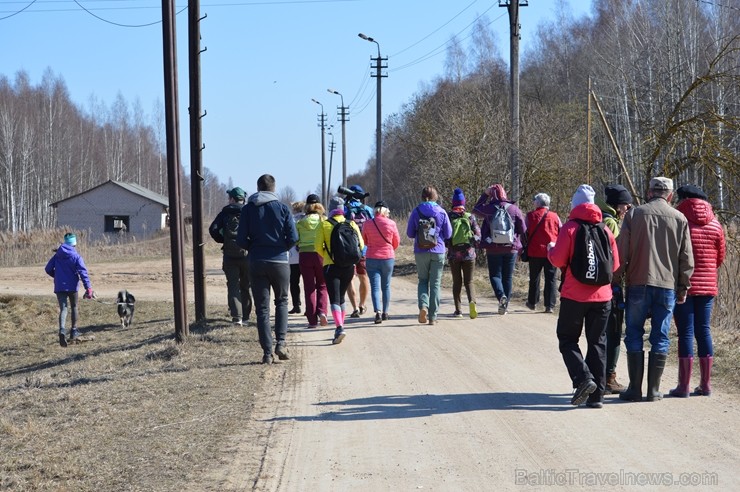 Dabas liegumā «Lubāna mitrājs» Putnu dienās pulcējas zinātkāri dabas draugi 250951