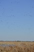 Dabas liegumā «Lubāna mitrājs» Putnu dienās pulcējas zinātkāri dabas draugi 43