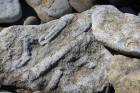 Stāvkrasta pakājē starp akmens oļiem nereti manāmi  Paleozoja ēras Ordovika perioda galvkāja fosīlijas. Tev noteikti atradīsies laiks apstāties un izp 31