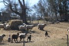 Kādu posmu pēc Toila nākas iet pa šosejas malu, kur sastopam brīnišķīgu aitu ģimeni (?), ar kuru tad nu varam izrunāties ne tikai igauniski, bet arī m 44