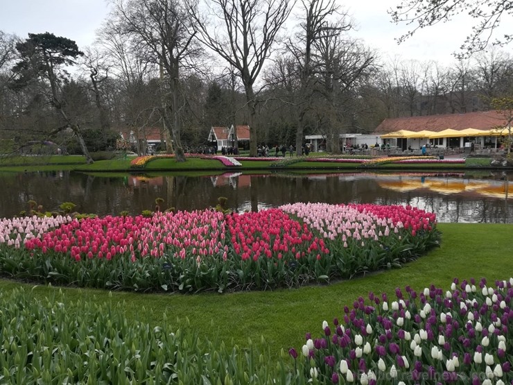 Ceļotāji no Latvijas un visas pasaules pavasarī dodas priecēt acis uz Nīderlandi, kur krāšņi plaukst tulpju ziedi 252391