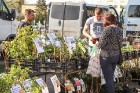 Stādu tirgus Madonas pilsētas centrālajā laukumā jau ir kļuvis par jauku tradīciju un īstu pamudinājumu uzsākt praktiskus pavasara darbus piemājas dār 19