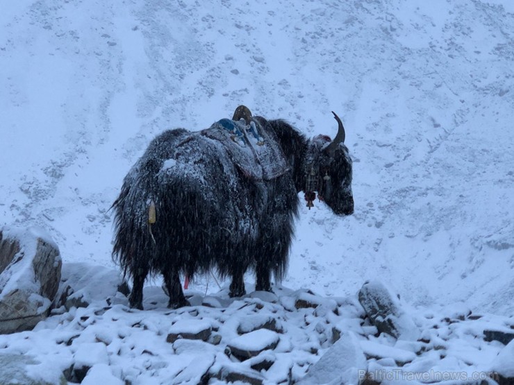 Tūroperatora Alida Tūrs valdes priekšsēdētājs Arno Ter-Saakovs piepildījis savu sapni un sasniedzis pasaules augstāko virsotni Everestu 254658