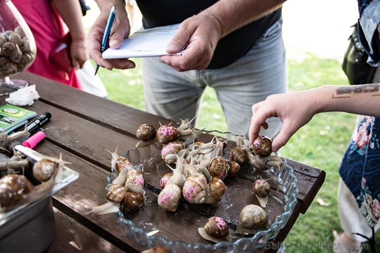 Preiļu pilsētas svētkos tika rīkotas īpašās sacensībās - Latgales gliemežu skriešanas 2. čempionāts 262608