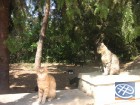 Uz salas var manīt daudz kaķus. Kā norāda vēsturiskās liecības tie uz Kipru tika atvesti no Ēģiptes, lai cīnītos pret čuskām. 9