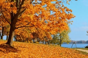 Lai arī šķiet, ka rudens tikai nupat sācies, nepamirkšķināsim ne acu, kad koki būs klāti zeltā! Izbaudi šo gleznaino laiku Alūksnes pusē! 17