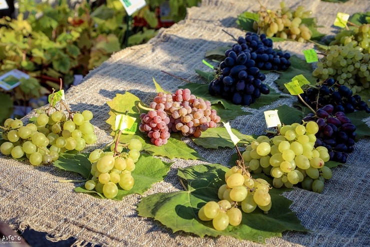 Madonas Saieta laukumā un tuvākajā apkārtnē notika tradicionālais rudens gadatirgus 