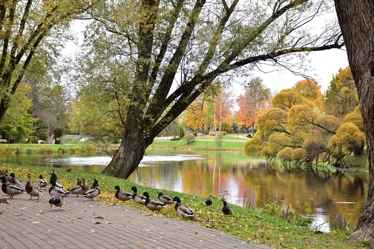 Valmieras pilsēta rotājas rudens zeltā 268457