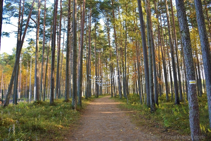 Valmieras pilsēta rotājas rudens zeltā 268464