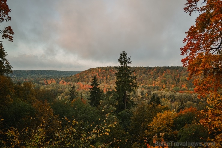 Sigulda var dižoties daudzveidīgām rudens ainavām pilsētā un tās apkārtnē 267580