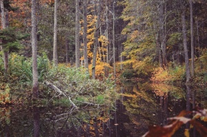 Gulbenē un tās apkārtnē rudens krāšņi izrotājis dabu, ļaujot ikvienam izbaudīt pasakainas ainavas 6