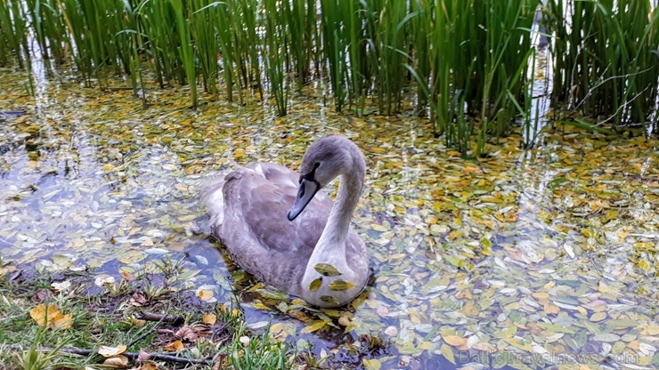 Preiļu pilsētu un parku ieskauj rudens zelts 267764