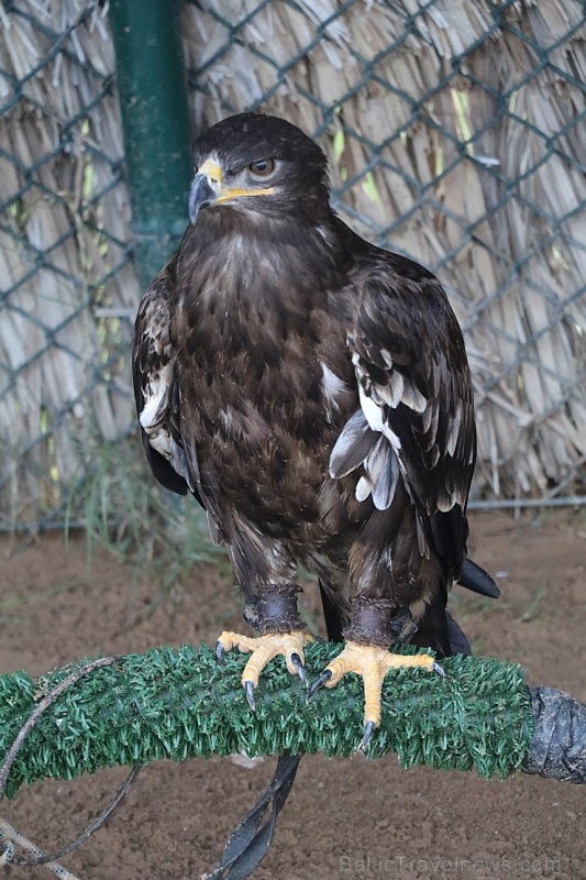 Travelnews.lv apmeklē plēsējputnu centru «Kalba Bird of Prey Centre» Šārdžas emirātā. Atbalsta: VisitSharjah.com un Novatours.lv 269409