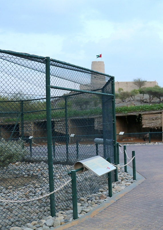 Travelnews.lv apmeklē plēsējputnu centru «Kalba Bird of Prey Centre» Šārdžas emirātā. Atbalsta: VisitSharjah.com un Novatours.lv 269412