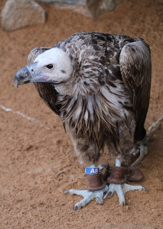 Travelnews.lv apmeklē plēsējputnu centru «Kalba Bird of Prey Centre» Šārdžas emirātā. Atbalsta: VisitSharjah.com un Novatours.lv 269417