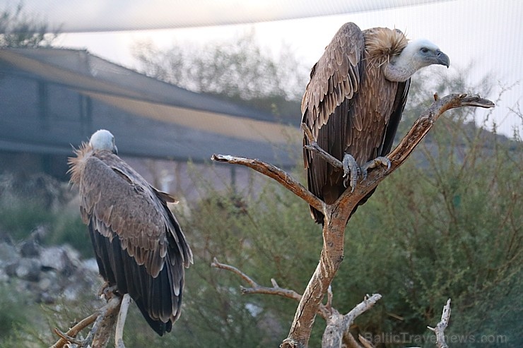 Travelnews.lv apmeklē plēsējputnu centru «Kalba Bird of Prey Centre» Šārdžas emirātā. Atbalsta: VisitSharjah.com un Novatours.lv 269422