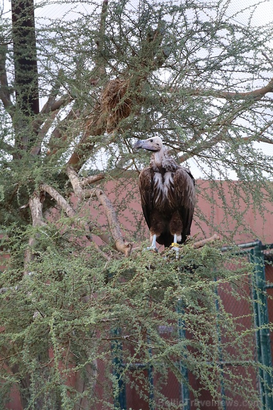 Travelnews.lv apmeklē plēsējputnu centru «Kalba Bird of Prey Centre» Šārdžas emirātā. Atbalsta: VisitSharjah.com un Novatours.lv 269425