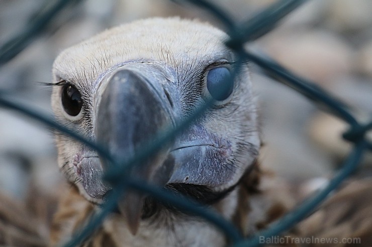 Travelnews.lv apmeklē plēsējputnu centru «Kalba Bird of Prey Centre» Šārdžas emirātā. Atbalsta: VisitSharjah.com un Novatours.lv 269426