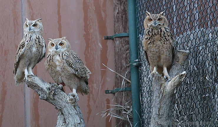 Travelnews.lv apmeklē plēsējputnu centru «Kalba Bird of Prey Centre» Šārdžas emirātā. Atbalsta: VisitSharjah.com un Novatours.lv 269432