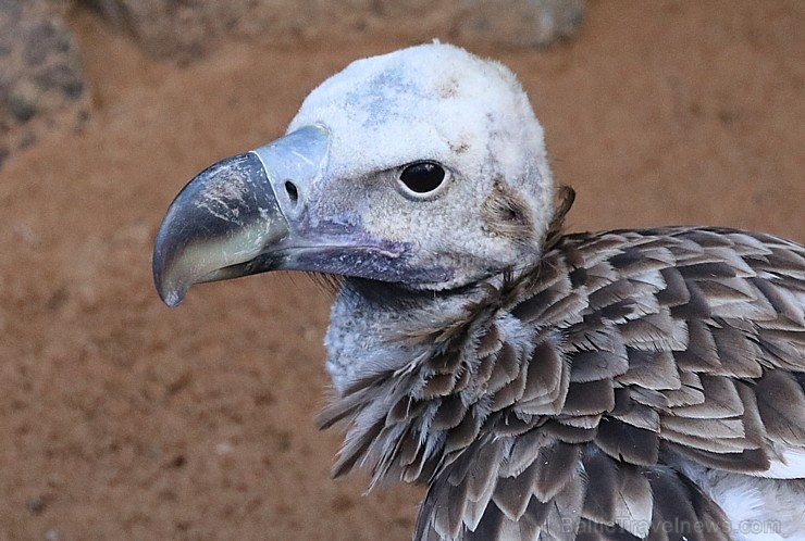 Travelnews.lv apmeklē plēsējputnu centru «Kalba Bird of Prey Centre» Šārdžas emirātā. Atbalsta: VisitSharjah.com un Novatours.lv 269438